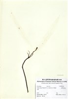 藏品(臺灣百兩金)的圖片